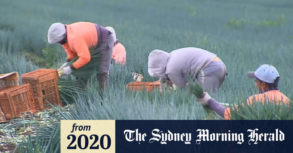 Video Incentives for fruit pickers